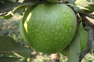 granny smith elma özellikleri