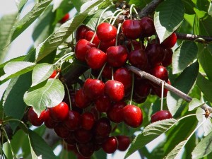 North Wonder kirazı hasat zamanı